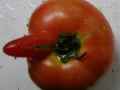 精选很邪恶的西红柿爆笑图片