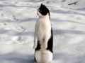 猫咪恶搞山寨版企鹅搞笑图片