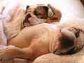 摄影睡觉中的狗狗动物爆笑图片