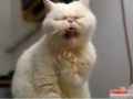 被呛到的可爱白猫爆笑表情图片