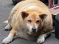 体重超标的宠物狗动物爆笑图片