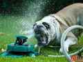 精选狗狗与草坪喷头玩耍的爆笑图片