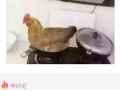 直接把母鸡放到锅上煮的恶搞图片