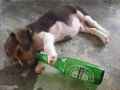 精选喝醉酒的狗狗动物爆笑图片