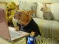 汪星人狗教授上网动物爆笑图片