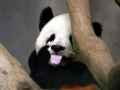 可爱的大熊猫被网友PS恶搞爆笑图片