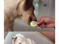 精选喂狗狗吃柠檬片的恶搞图片