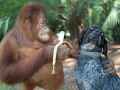 猩猩喂狗狗吃香蕉精彩恶搞图片