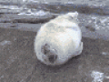 我们在海边发现了一只已经死去的海豹，这是不是海洋环