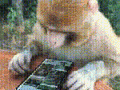 游客落下一个手机，小猴子玩的真开心