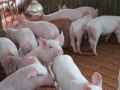 最近，仔猪腹泻问题困扰了不少老铁。这是由于季节的原因，每年此时养猪人都感到头疼。为了帮助大家解决这个...(2023年)
