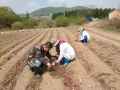 吉林市农业农村局：种植经验编成顺口溜，指导农民科学种田