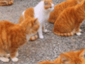 第一次见这么多橘猫
