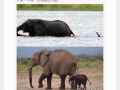 母象带小象过河的搞笑内涵图片