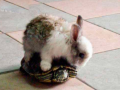 【搞笑段子】龟兔赛跑