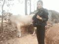 搞笑GIF趣图：姑娘，你要和牛比这个，牛能不生气吗？