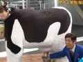 美女奶牛内涵搞笑的日本综艺图片