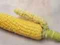 这是一根有意思的玉米爆笑图片