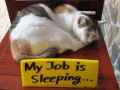 动物轻松的工作就是睡觉内涵图片