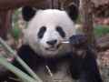 讲究口腔卫生的熊猫搞笑内涵图片