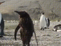 此时一只尴尬的企鹅路过