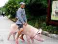 骑在猪身上逛街
