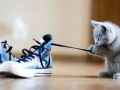 猫咪玩鞋带