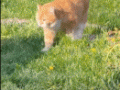 一只肥猫在草地上