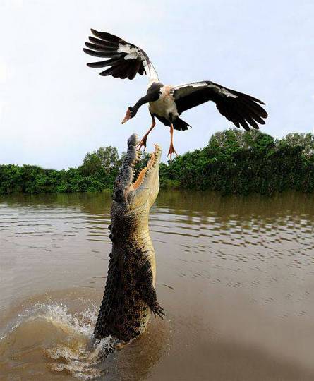 抓拍鳄鱼与天鹅生死瞬间恶搞图片