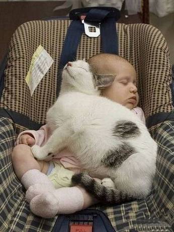 萌宝宝和猫一起睡觉的爆笑图片