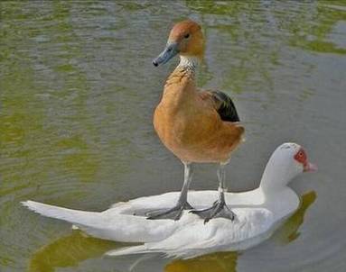 霸气十足的鸭子动物恶搞图片精选