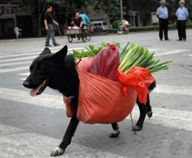 精选去买菜的狗狗趣味恶搞图片