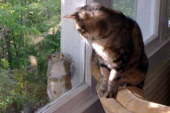 恶搞猫与老鼠动物爆笑趣图赏析