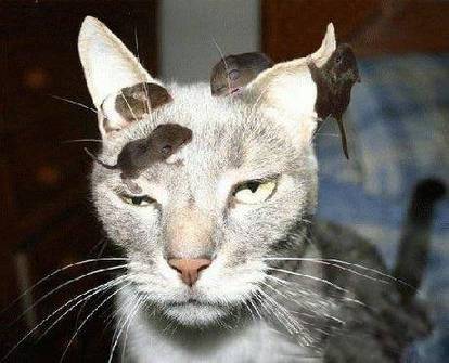 精选猫咪被凌辱动物爆笑图片