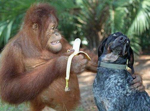 猩猩喂狗狗吃香蕉精彩恶搞图片