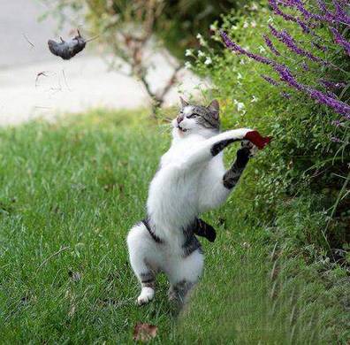 猫捉老鼠精彩瞬间动物爆笑趣图
